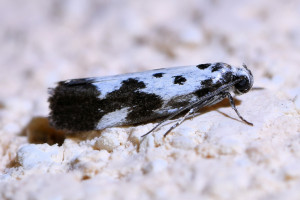 Ethmia quadrillella   b_redimensionner.jpg