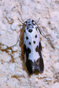 Ethmia quadrillella 2 b_redimensionner.jpg