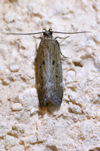 Scrobipalpa ou palpula  ptetre (3b)_redimensionner.jpg