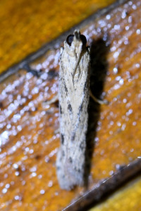 Phycitodes saxicola  (1b)_redimensionner.jpg