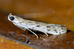 Phycitodes saxicola 3b_redimensionner.jpg