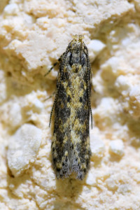 Scrobipalpa ocellatella (1)_redimensionner.jpg