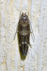 z93 b bryotropha ptetre_redimensionner.jpg