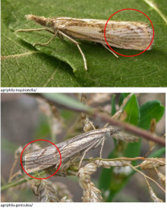 agriphila angulea ou inquinatella.jpg