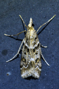 Eudonia angustea 4b (1)_redimensionner.jpg