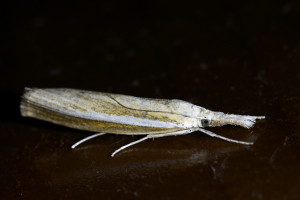 xxy agriphila selasella_redimensionner.jpg