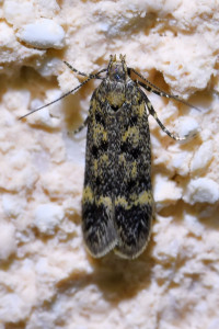 z40a b bryotropha_redimensionner.jpg