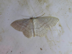 0179 Idaea subsericeata X 27 05 2023 Lissieu Bois Dieu JESC (15).JPG