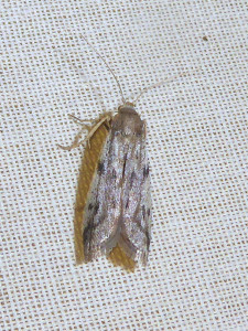 L 2886 Euzophera cinerosella 06 06 2023 Lissieu Bois Dieu JESC (168).JPG