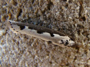 Ethmia bipunctella.JPG