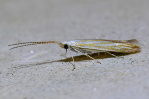 z105 Coleophora currucipennella ab_redimensionner.jpg