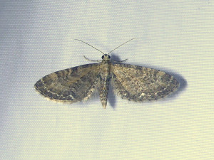 0506 Eupithecia satyrata suggestion 10 06 2023 Col de Favardy JESC (34).JPG