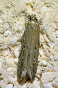 z109a Limnaecia phragmitella b_redimensionner.jpg