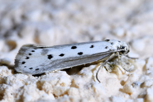 z113a Ethmia terminella b_redimensionner.jpg