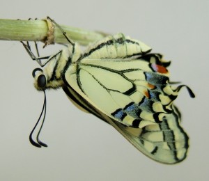 naissance du 3ème machaon 2009.08.08 (7p).JPG