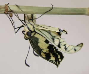 naissance du 3ème machaon 2009.08.08 (1p).JPG