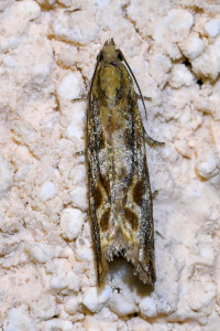 Bactra furfurana  (1)_redimensionner.jpg