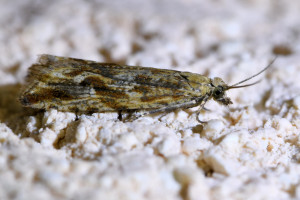 Bactra furfurana  (2)_redimensionner.jpg