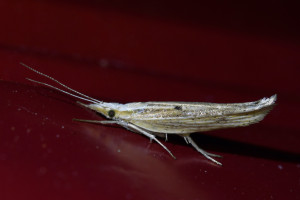 z501s   Ypsolopha nemorella b (1)_redimensionner.jpg