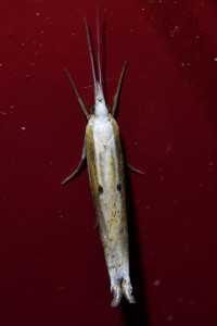 z501s   Ypsolopha nemorella b (2)_redimensionner.jpg