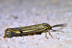 z506a Spiris striata b_redimensionner.jpg