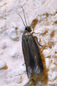 z100a  scythris clavella b_redimensionner.jpg