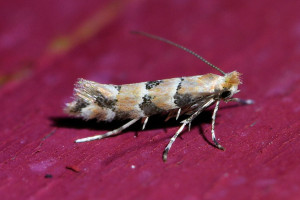 z600a Phyllonorycter trifasciella b_redimensionner.jpg