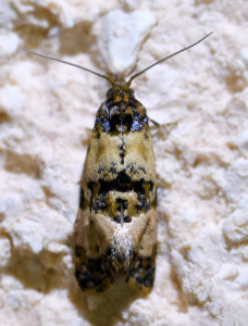 z970 cochylis molliculana b_redimensionner.jpg