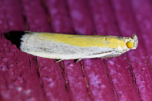 z989 Oncocera semirubella b (2)_redimensionner.jpg