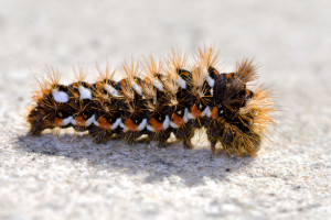 z9999999f Acronicta rumicis  b_redimensionner.jpg