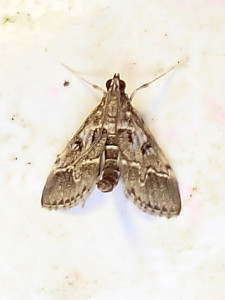 L 3177 Duponchelia fovealis 27 09 2023 Lissieu Bois Dieu JESC (39).JPG