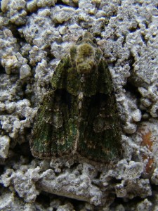 Anaplectoides prasina.JPG