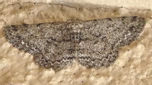 Hypomecis punctinalis-2744 copie.jpg