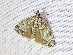 3040 Anarpia incertalis  21 06 2024 Lissieu Bois Dieu (44).JPG