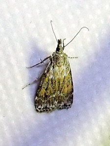 3040 Anarpia incertalis 21 06 2024 Lissieu Bois Dieu (129).JPG