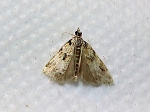 3040 Anarpia incertalis 29 06 2024 Lissieu Bois Dieu (123).JPG