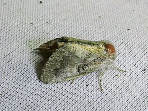 to ID 27 07 2024 Lissieu Bois Dieu (45).JPG