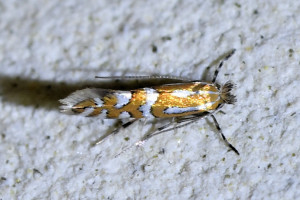 a8b Phyllonorycter 2_redimensionner.jpg