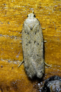 a20 Bryotropha terrella b_redimensionner.jpg