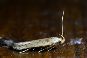 a20a Bryotropha terrella b_redimensionner.jpg