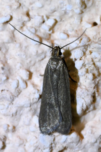 a  Acompsia cinerella  b_redimensionner.jpg