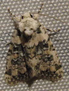 4438 Noctuidae bryophilinae Cryphia domestica Bryophile perlée 2009.08.13 (4p).JPG