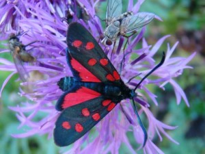 Zygaena transalpina.JPG