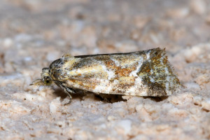 zza aethes piercei  ptetre ou hartmanniana red2.JPG