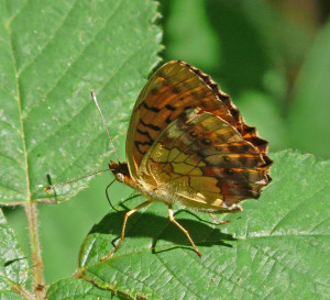 7_papillon web.jpg