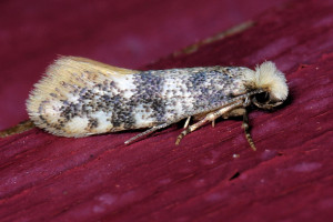 ac1 infurcitinea captans 2 red.jpg