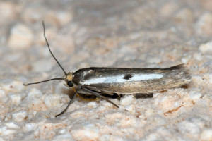 ass Parahyponomeuta egregiella red.jpg