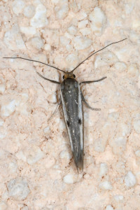 ass1 Parahyponomeuta egregiella red.jpg