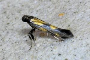 add2  Euspilapteryx auroguttella red.jpg