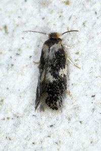 Ectoedemia  cf heringi - subbimaculella red .jpg